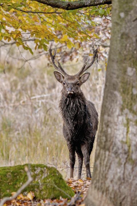Jelen sika japonský (Cervus nippon nippon)