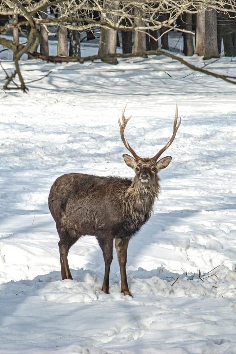 Jelen sika japonský (Cervus nippon nippon)