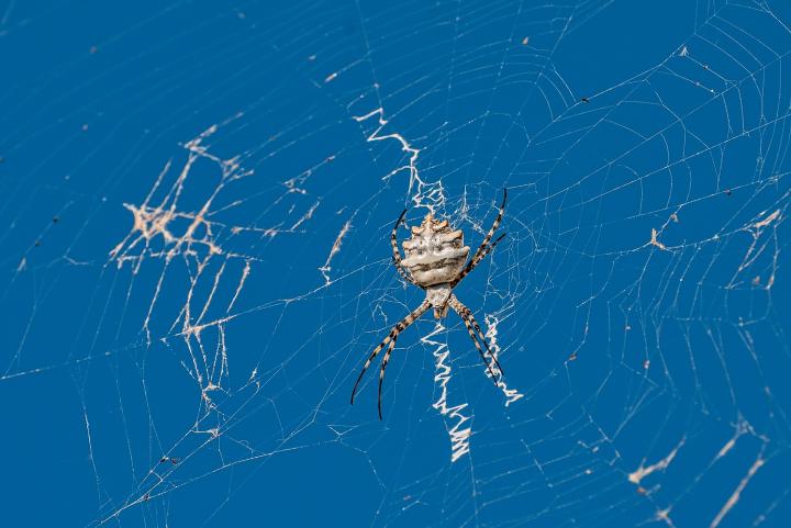 Křižák laločnatý (Argiope lobata)