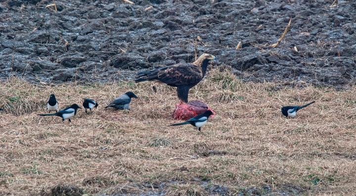 Orel královský (Aquila heliaca)