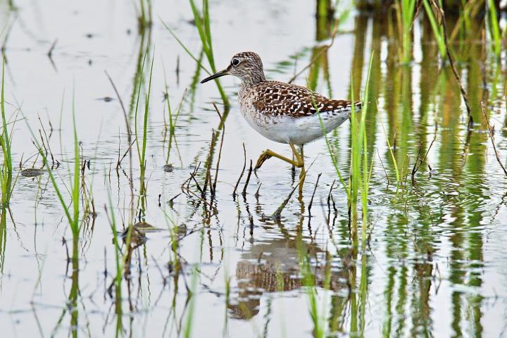 Vodouš bahenní (Tringa glareola)