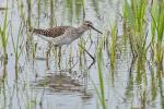 Vodouš bahenní (Tringa glareola)