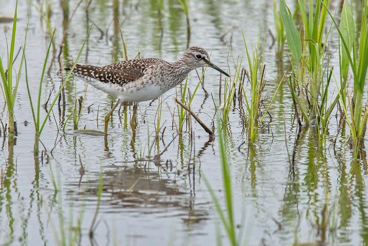 Vodouš bahenní (Tringa glareola)