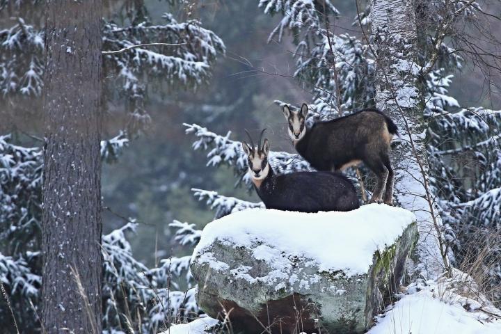 Kamzík horský (Rupicapra rupicapra)