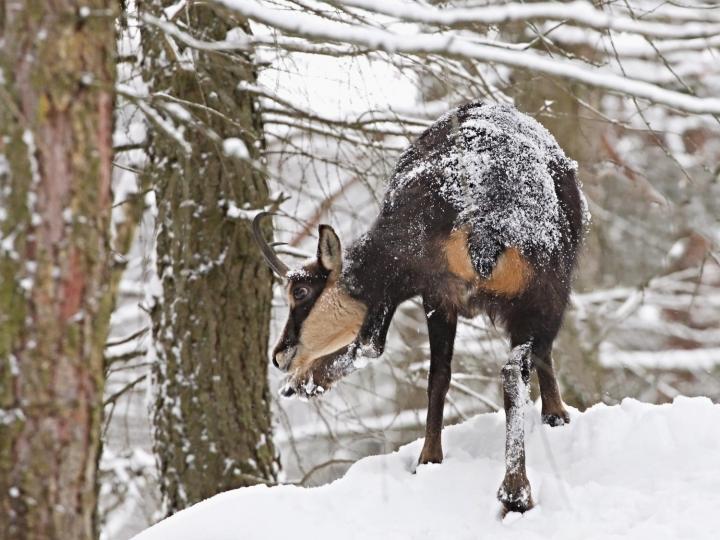 Kamzík horský (Rupicapra rupicapra)