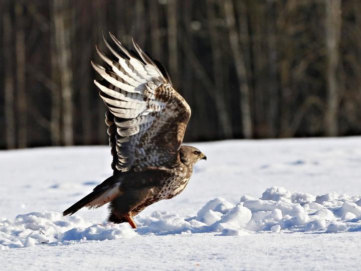 Káně lesní (Buteo buteo)