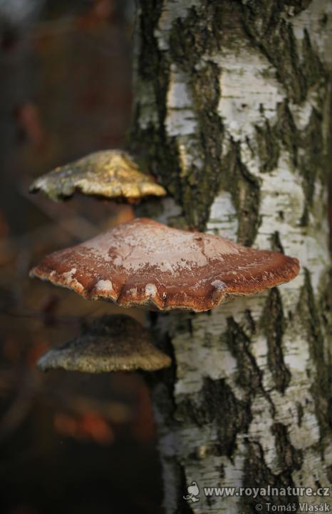Březovník obecný (Piptoporus betulinus)