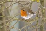 Červenka obecná (Erithacus rubecula)