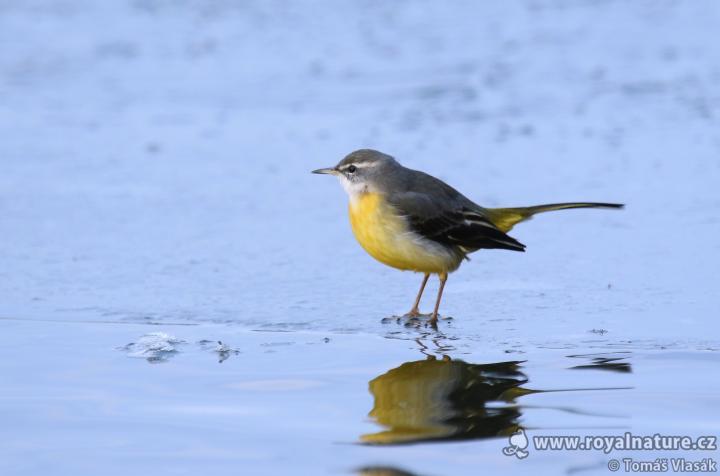 Konipas horský (Motacilla cinerea)
