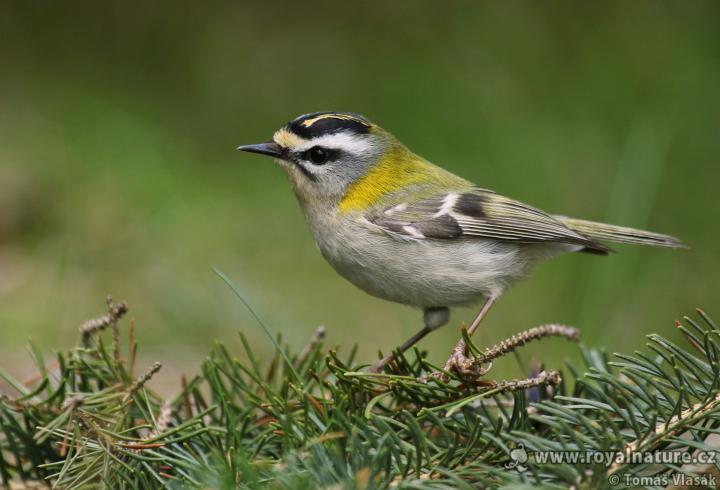 Králíček ohnivý (Regulus ignicapillus)