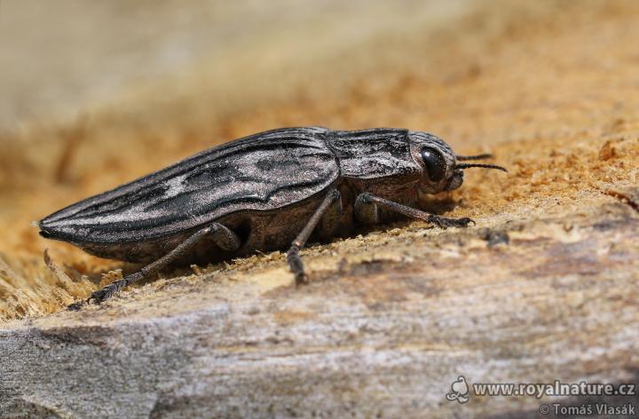 Krasec měďák (Pulcher aeris)