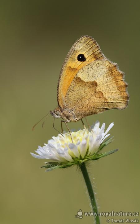 Okáč luční (Maniola jurtina)