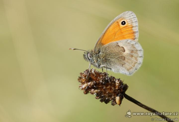 Okáč poháňkový (Coenonympha pamphilus)