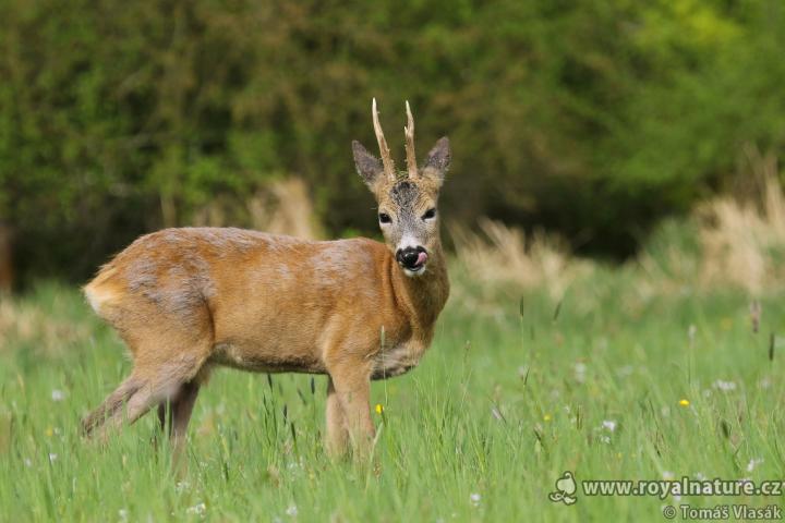  Srnec obecný ( Capreolus capreolus )
