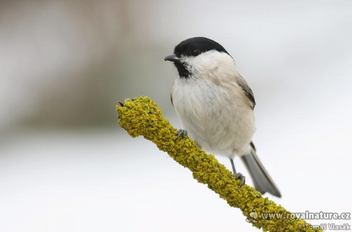 Sýkora babka (Poecile palustris)