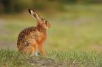 Zajíc polní  (Lepus europaeus)