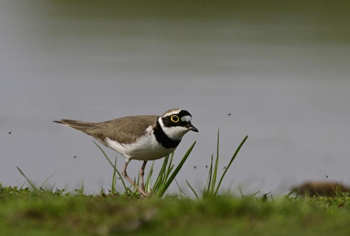 Kulík říční (Charadrius dubius)