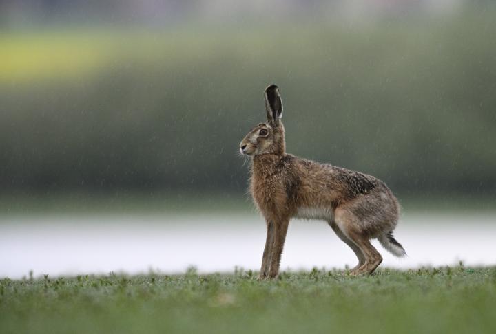 Zajíc polní  (Lepus europaeus)