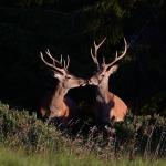 Jelen lesní (Cervus elaphus)