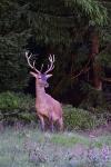 Jelen lesní (Cervus elaphus)
