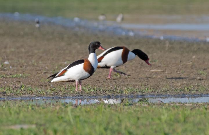 Husice liščí (Tadorna tadorna)