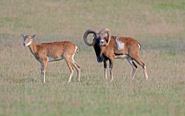 Muflon (Ovis musimon)