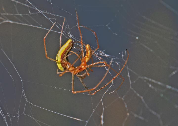Čelistnatka rákosní (Tetragnatha extensa)
