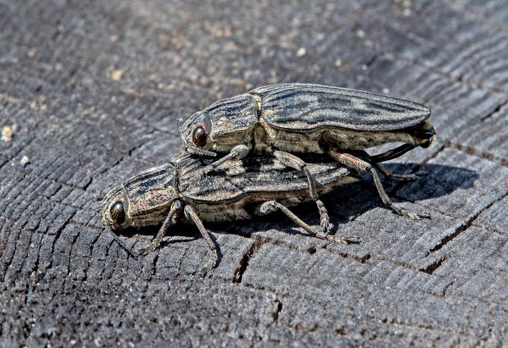 Krasec měďák (Pulcher aeris)