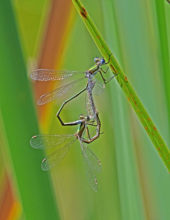 Šidélko brvonohé (Platycnemis pennipes)