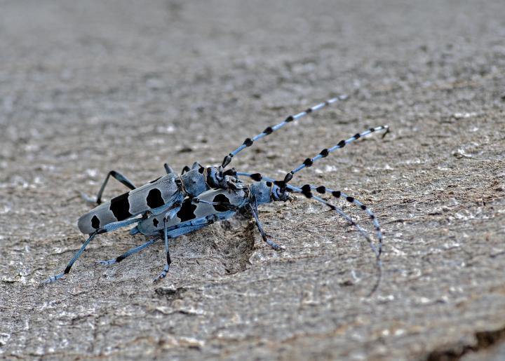 Tesařík alpský (Rosalia alpina)