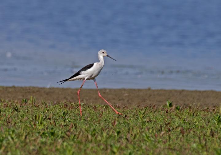 Pisila čáponohá (Himantopus himantopus)