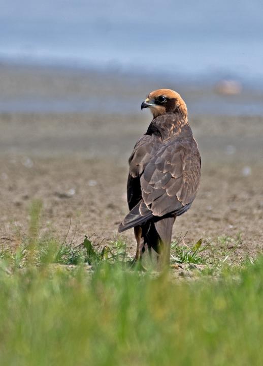 Moták pochop (Circus aeruginosus)