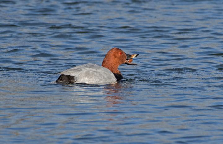 Polák velký (Aythya ferina)