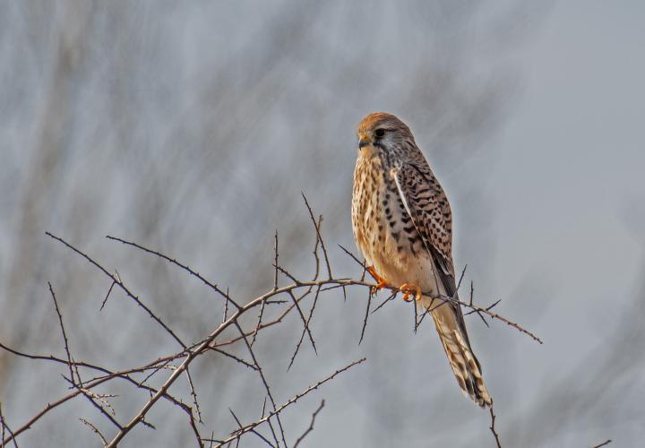 Poštolka obecná (Falco tinunculus)
