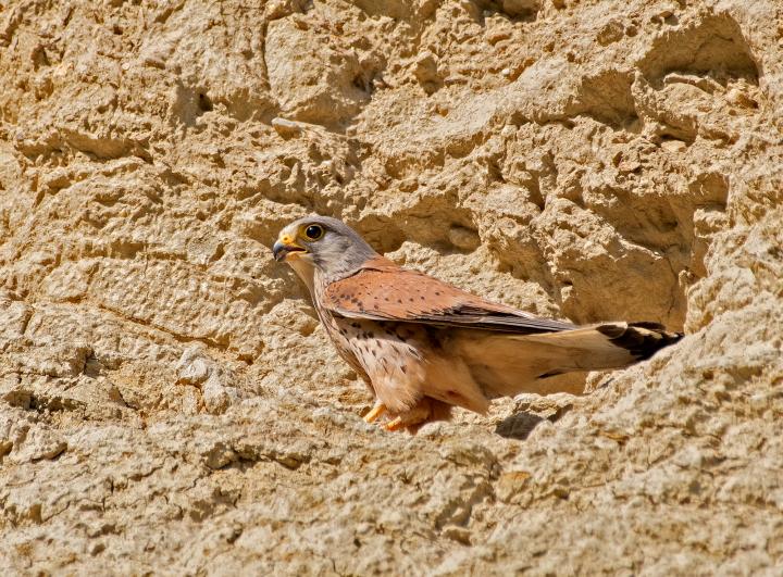 Poštolka obecná (Falco tinunculus)
