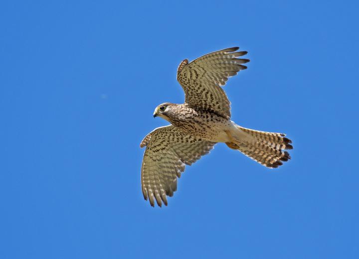 Poštolka obecná (Falco tinunculus)