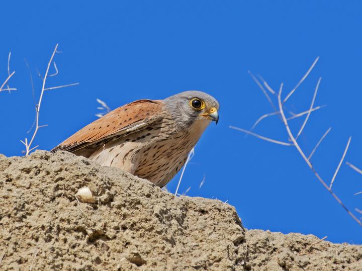 Poštolka obecná (Falco tinunculus)