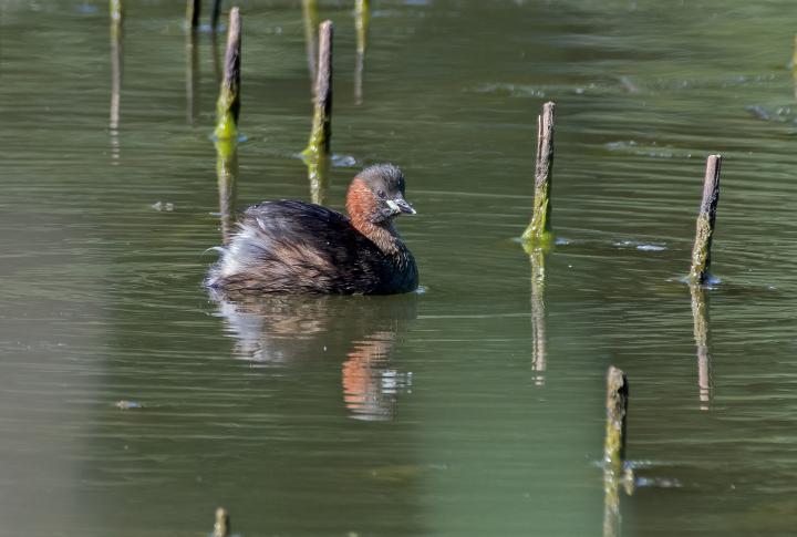 Potápka malá (Tachybaptus ruficollis)
