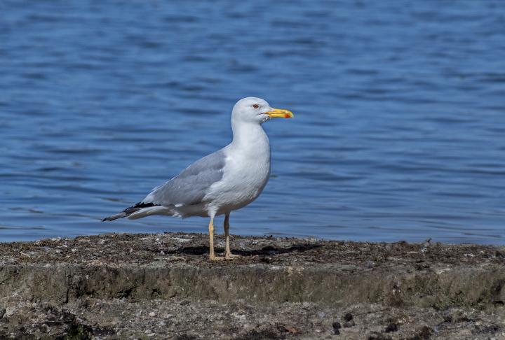 Racek stříbřitý (Larus argentatus)