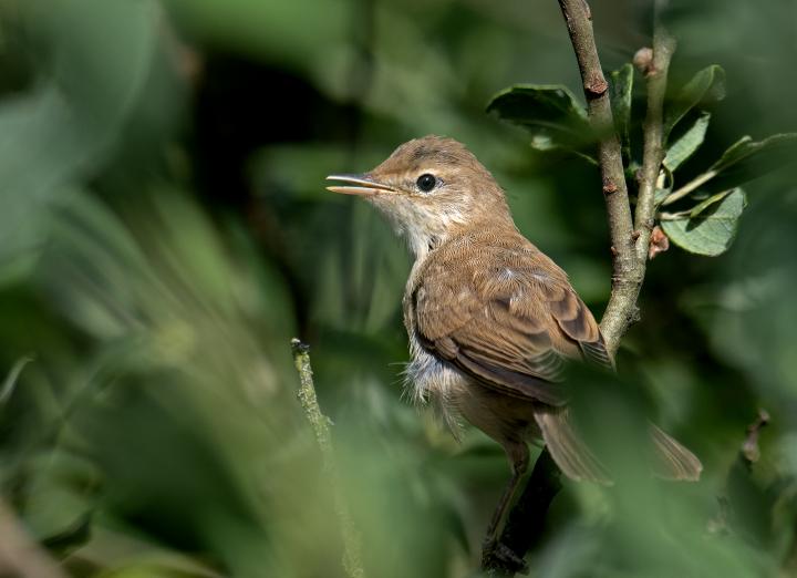 Rákosník velký (Acrocephalus arundinaceus)