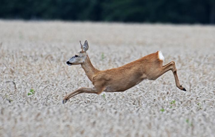  Srnec obecný ( Capreolus capreolus )