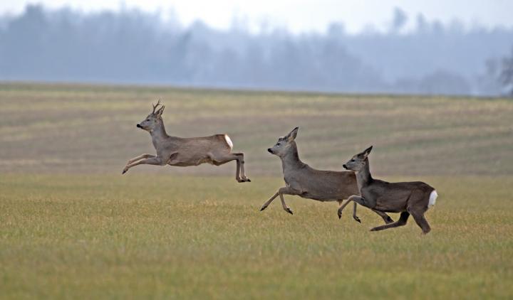  roe Deer ( Capreolus capreolus )