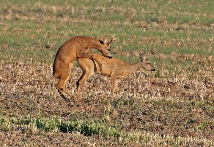  Srnec obecný ( Capreolus capreolus )