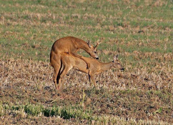  Srnec obecný ( Capreolus capreolus )