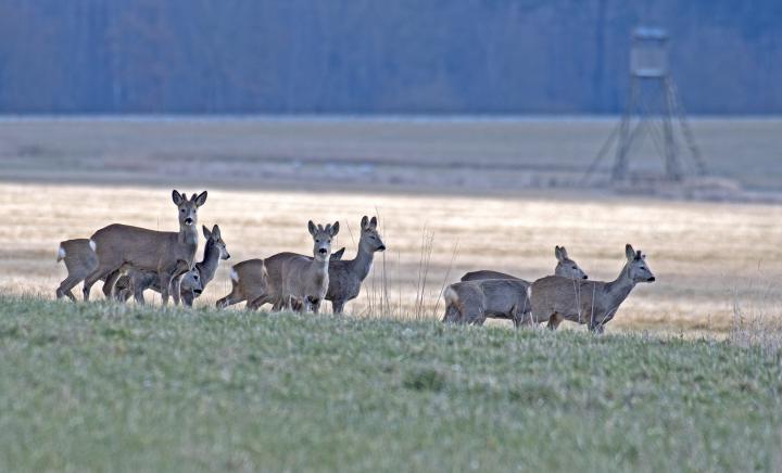  Srnec obecný ( Capreolus capreolus )