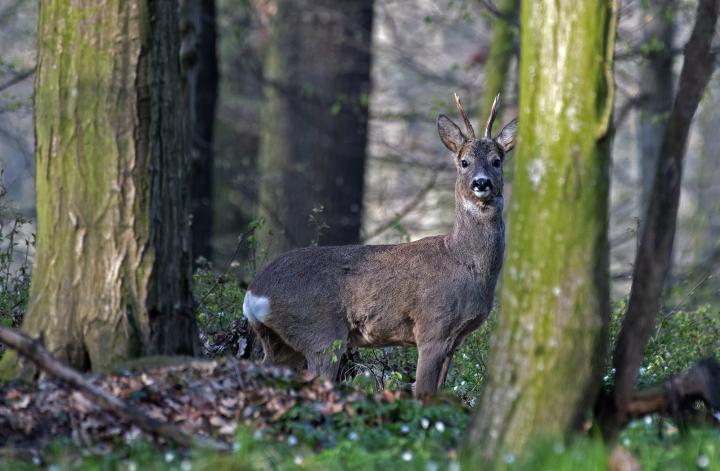  Srnec obecný ( Capreolus capreolus )