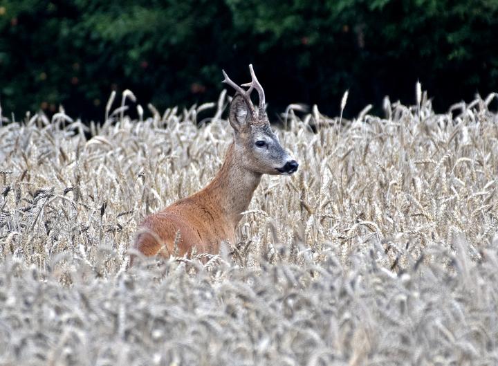  Srnec obecný ( Capreolus capreolus )