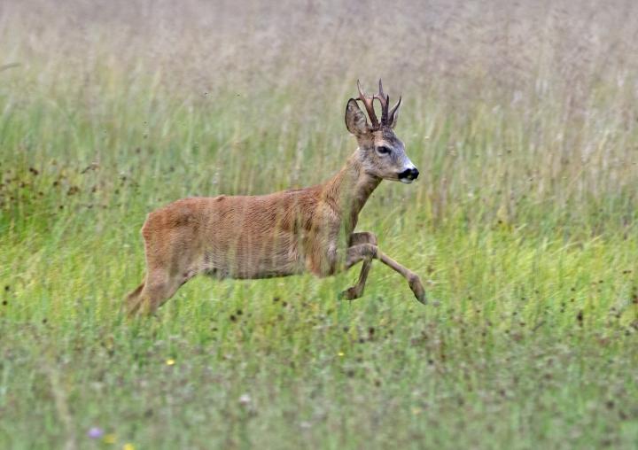  Srnec obecný ( Capreolus capreolus )