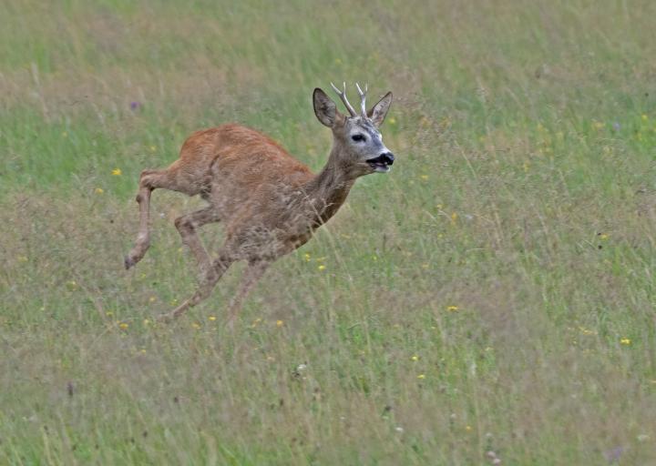  Srnec obecný ( Capreolus capreolus )