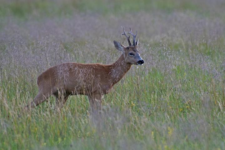  Srnec obecný ( Capreolus capreolus )